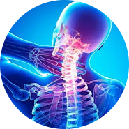 neck